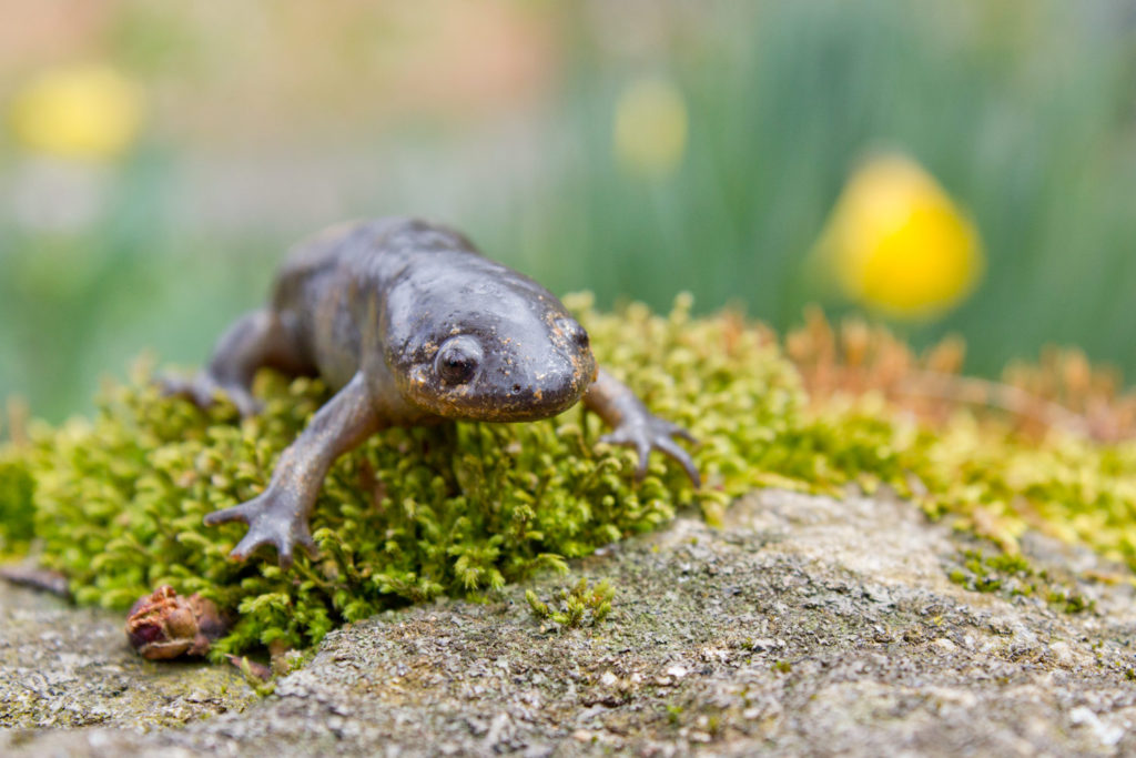 043-mole-salamander