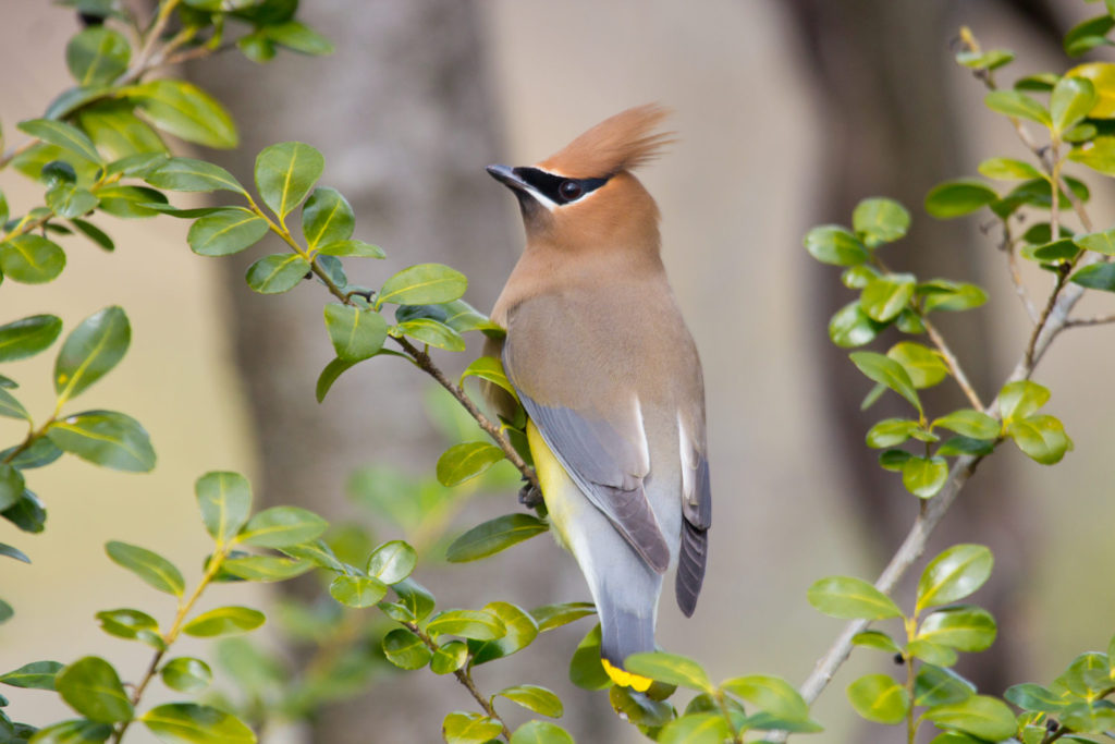 047-cedar-waxwing