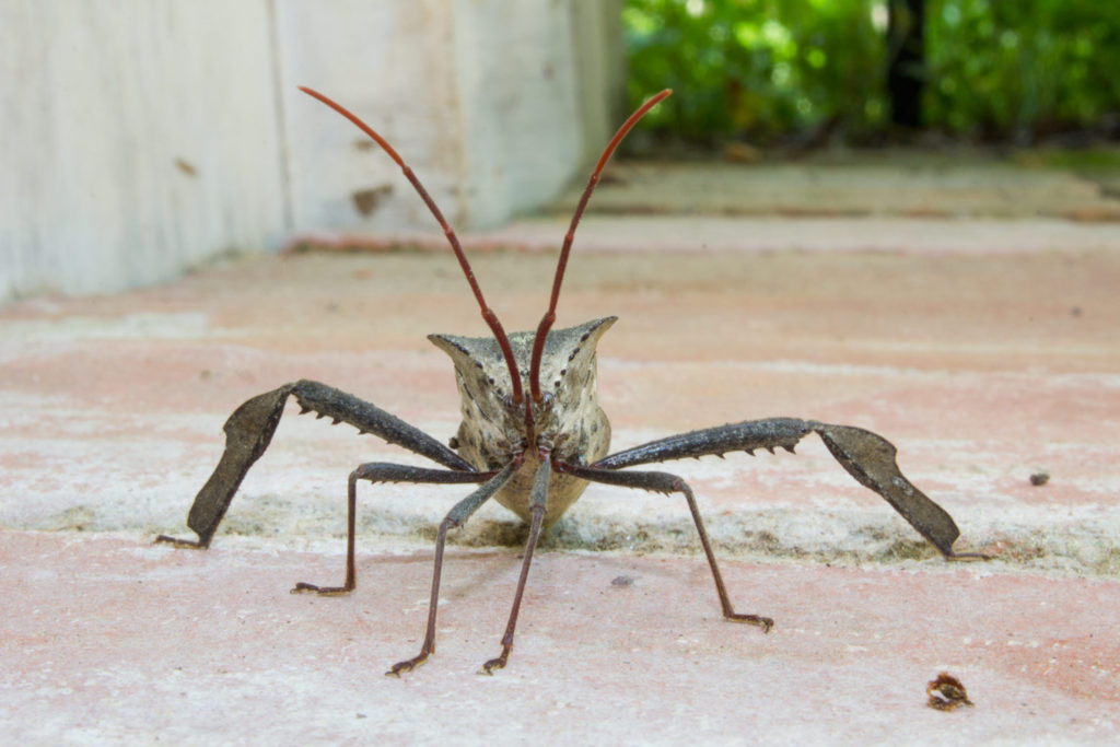 052-leaf-legged-bug