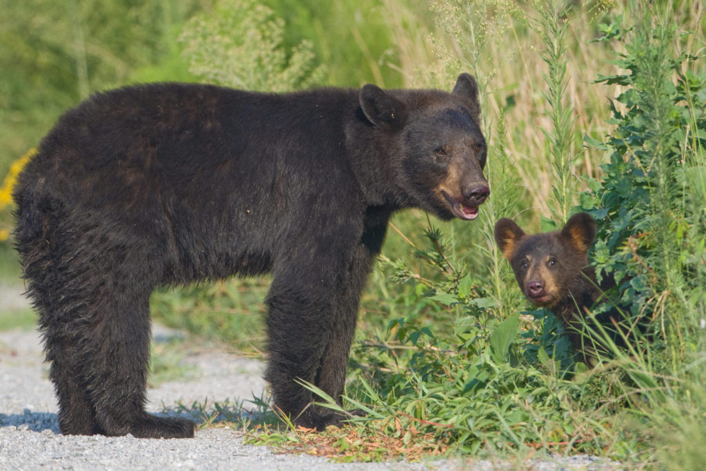 055-black-bear-cub