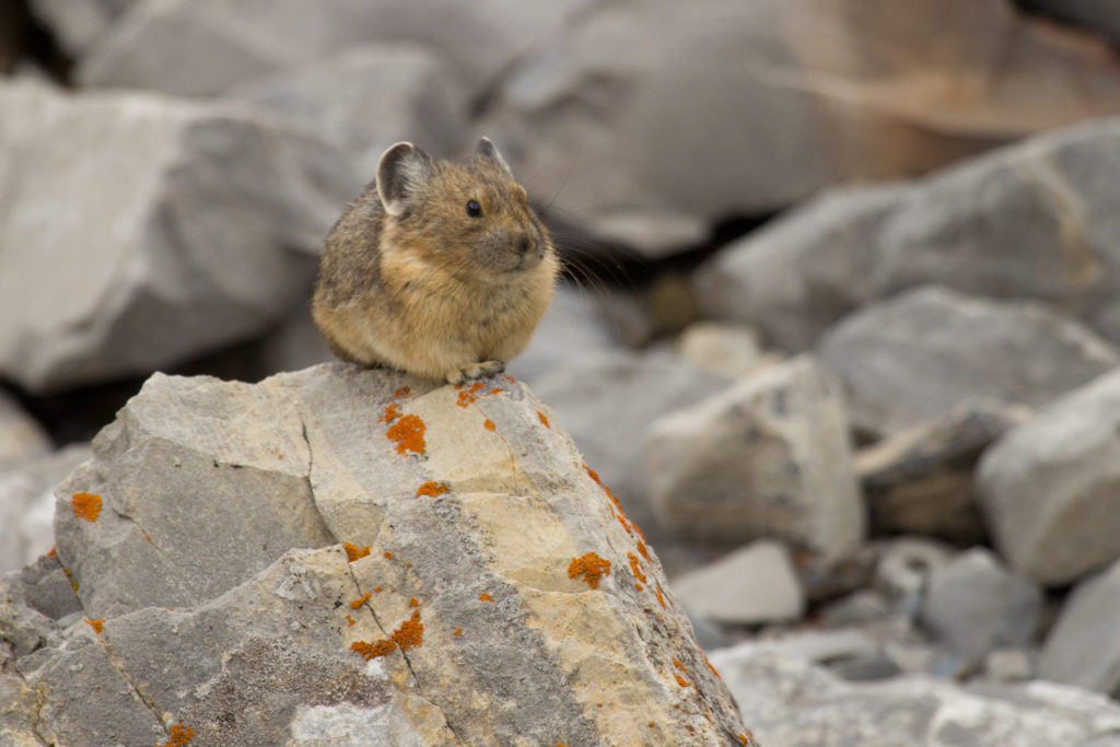 Pika. Frank Slide. Crowsnest Pass, Alberta, Canada. © Hal Brindley