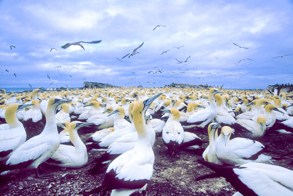 Cape Gannet colony (Morus capensis aka Sula capensis) Bird Island Lambert's Bay South Africa © Hal Brindley