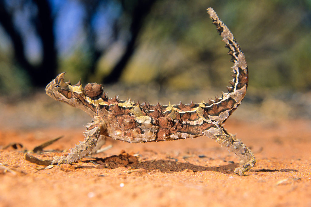 Thorny Devil (Moloch horridus) Kings Canyon, Northern Territory, Australia © Hal Brindley