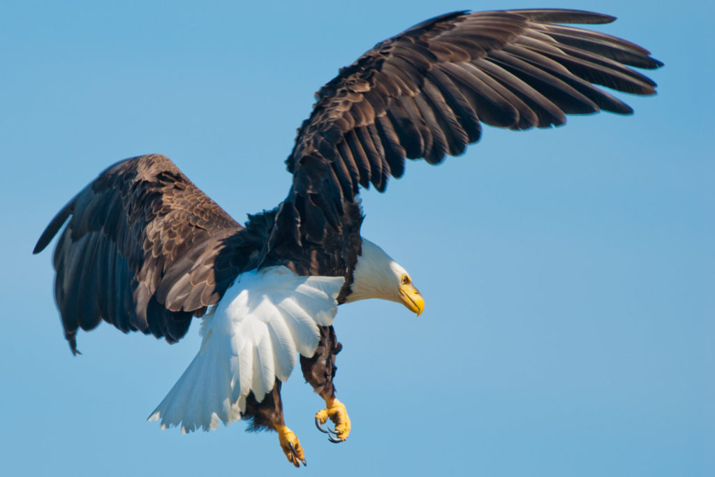 McNeil River State Game Sanctuary. Alaska, USA. © Hal Brindley