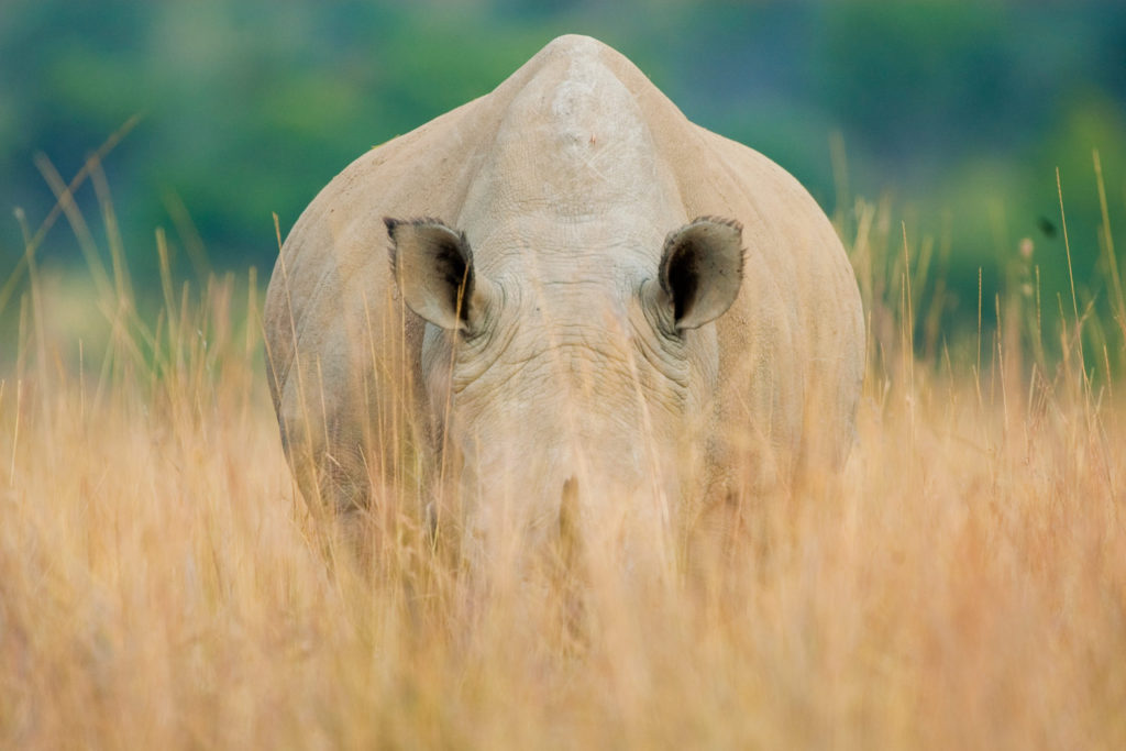 White Rhinoceros (Ceratotherium simum) Pilanesberg National Park South Africa © Hal Brindley