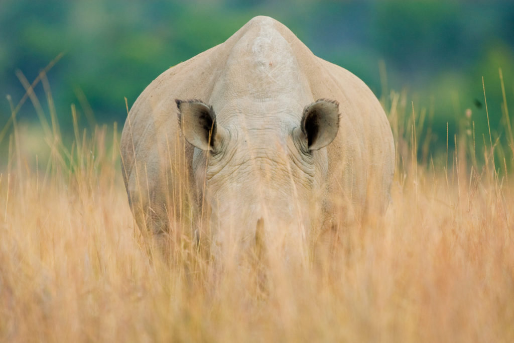 White Rhino