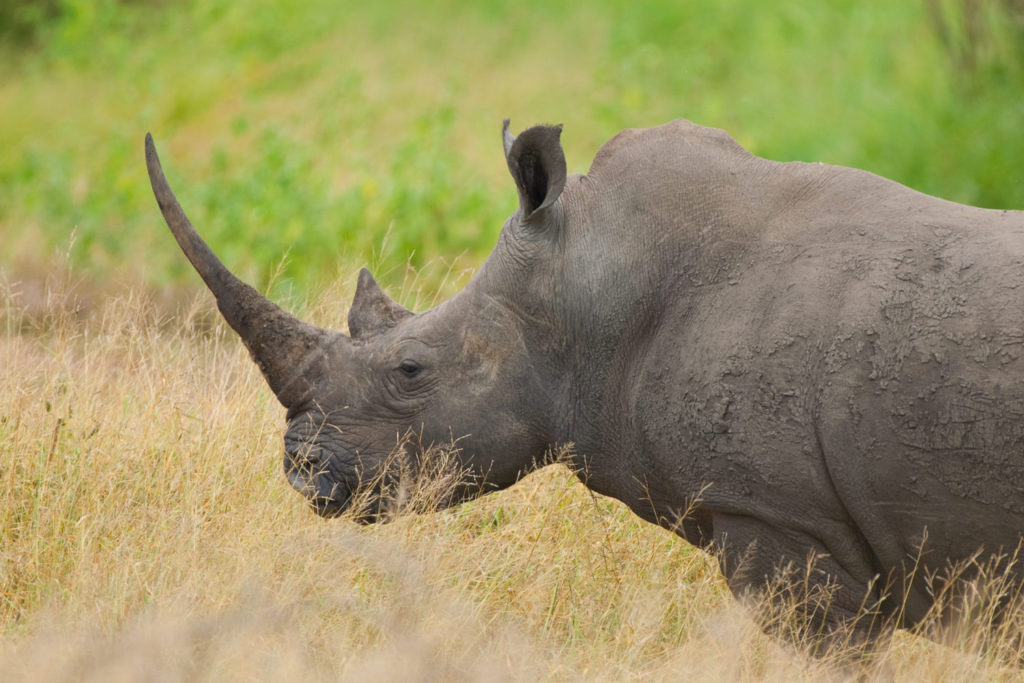 Southern White Rhinoceros (Ceratotherium simum) Kruger National Park South Africa © Hal Brindley