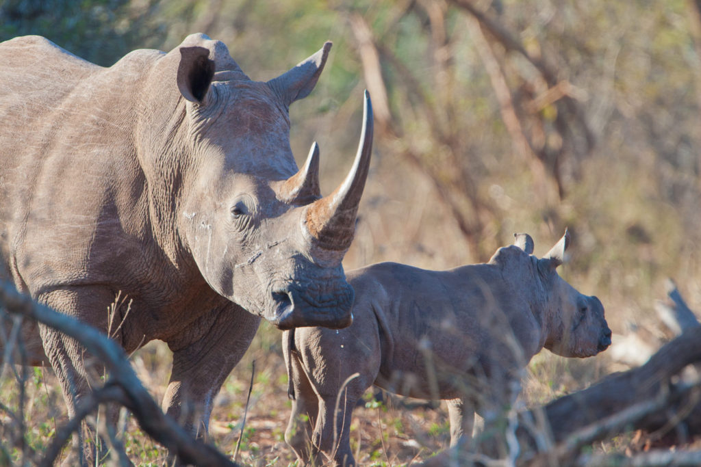 Hlambanyathi, KwaZulu Natal, South Africa. © Hal Brindley