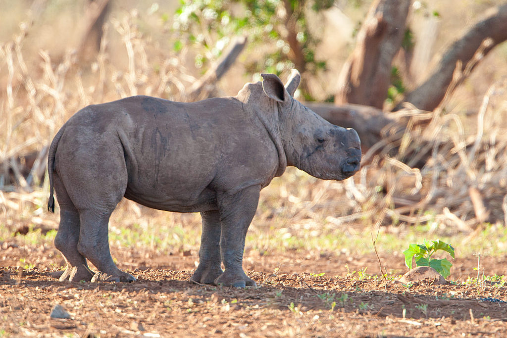 Hlambanyathi, KwaZulu Natal, South Africa. © Hal Brindley