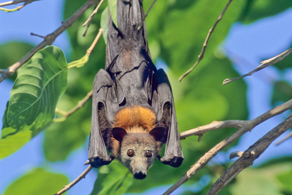 Little Red Flying Fox (Pteropus scapulatus) Low Level Bridge NR, Northern Territory, Australia ©Hal Brindley