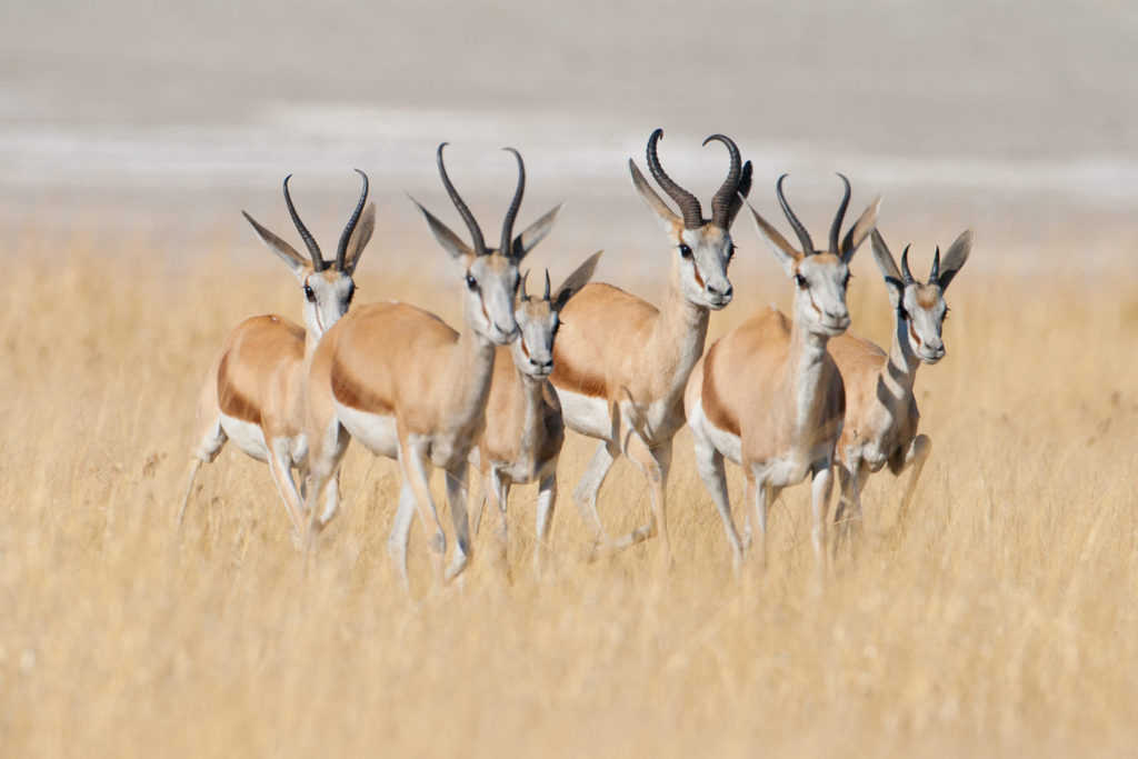 Etosha National Park, Namibia. © Hal Brindley