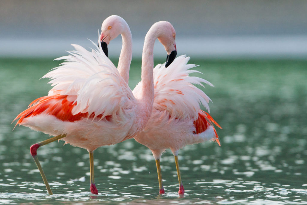 Chilean Flamingo (Phoenicopterus chilensis). Laguna Amarga, outside Torres del Paine National Park. Southern Patagonia, Chile. © Hal Brindley .com