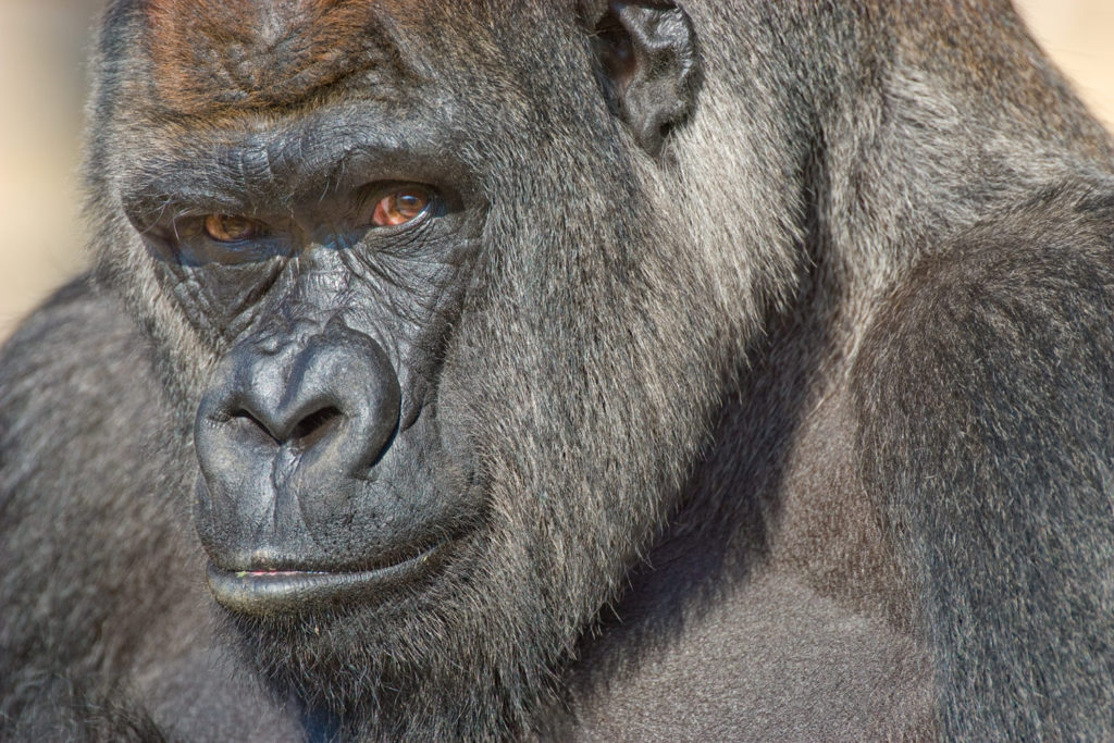 (captive) National Zoo. Washington DC, USA. © Hal Brindley .com