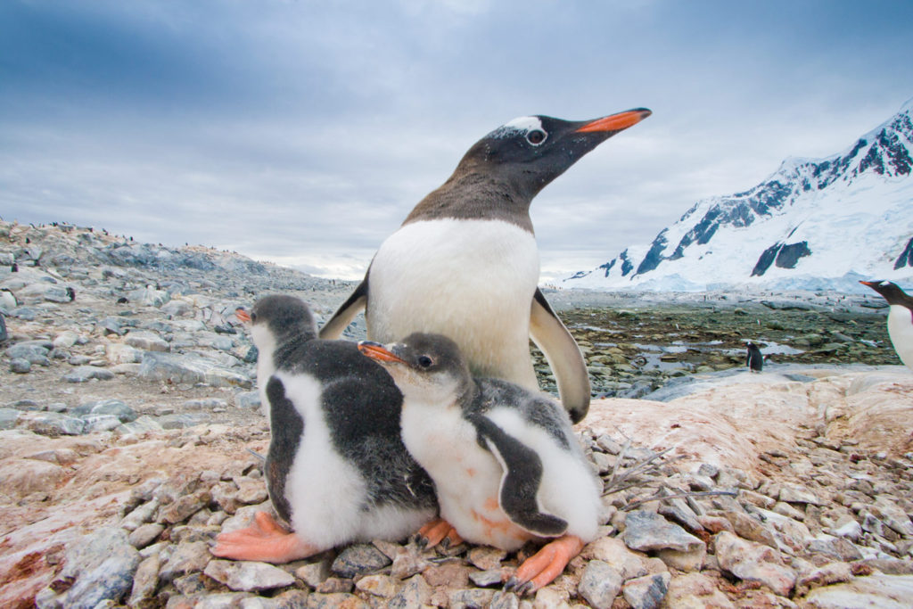 Gentoo Penguin (Pygoscelis papua). Pleneau Island, Antarctic Peninsula, Antarctica. © Hal Brindley .com