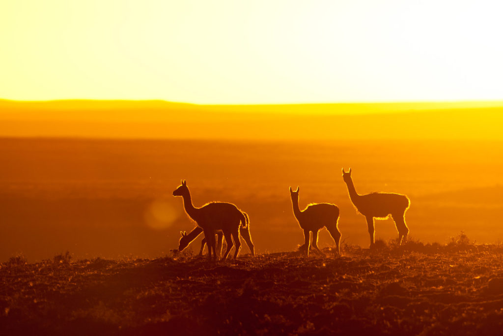 Guanaco (Lama guanicoe). Tierra del Fuego, Chile. © Hal Brindley .com