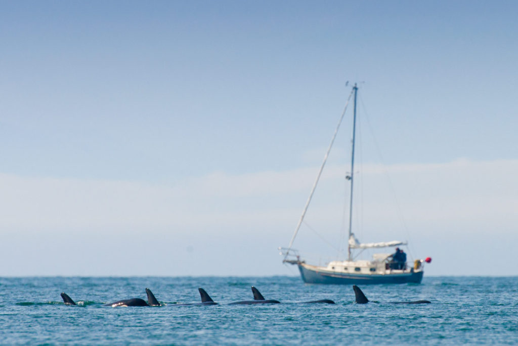 Haro Strait off Lime Kiln State Park, San Juan Island, Washington, USA © Hal Brindley