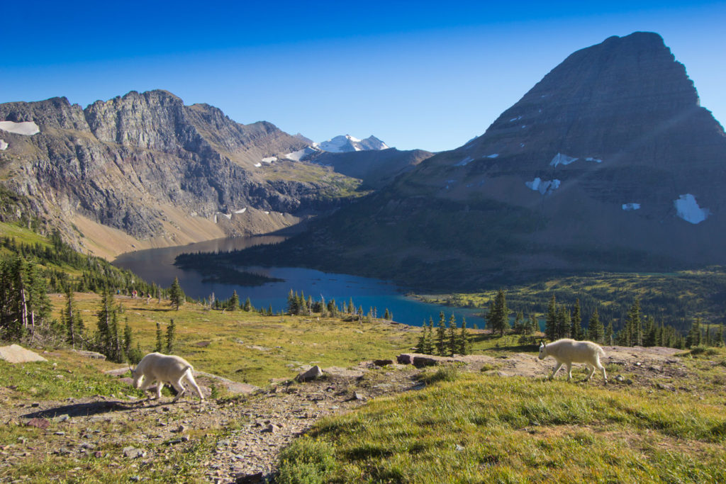 Hidden Lake Trail, Logan's Pass, Glacier National Park, MT