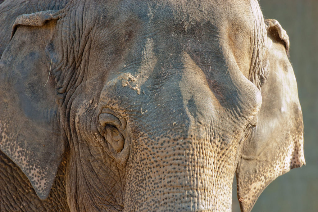 (captive) National Zoo. Washington DC, USA. © Hal Brindley .com