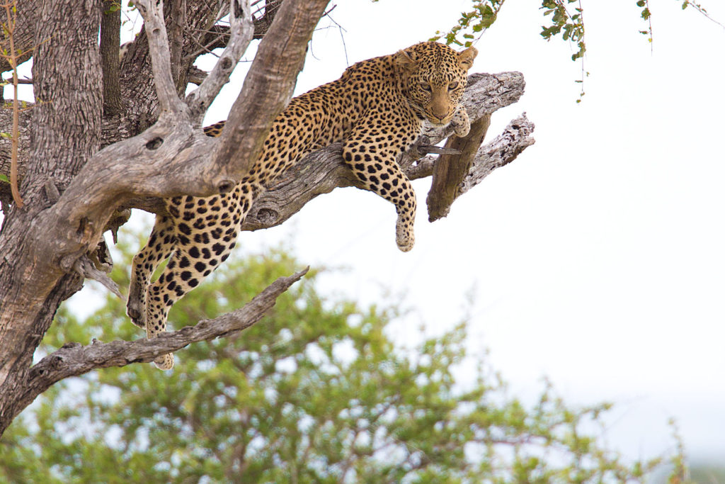 Kruger National Park, South Africa. © Hal Brindley