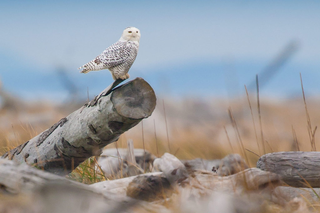 Dungeness Spit, Washington, USA © Hal Brindley