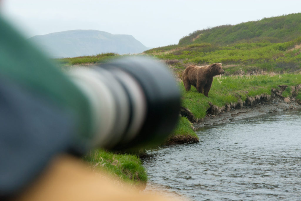 Photographing bears in Alaska