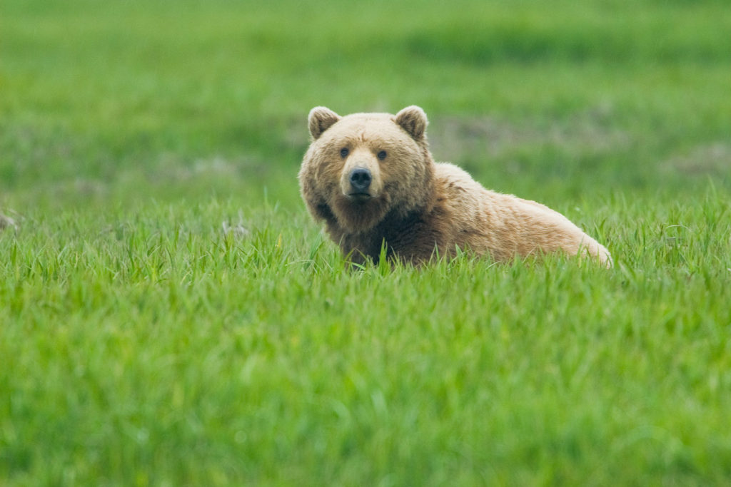 McNeil River State Game Sanctuary. Alaska, USA. © Hal Brindley