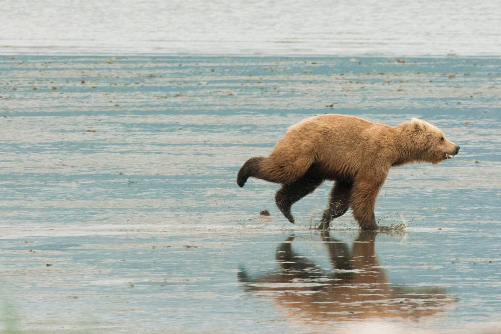 McNeil River State Game Sanctuary. Alaska, USA. © Hal Brindley