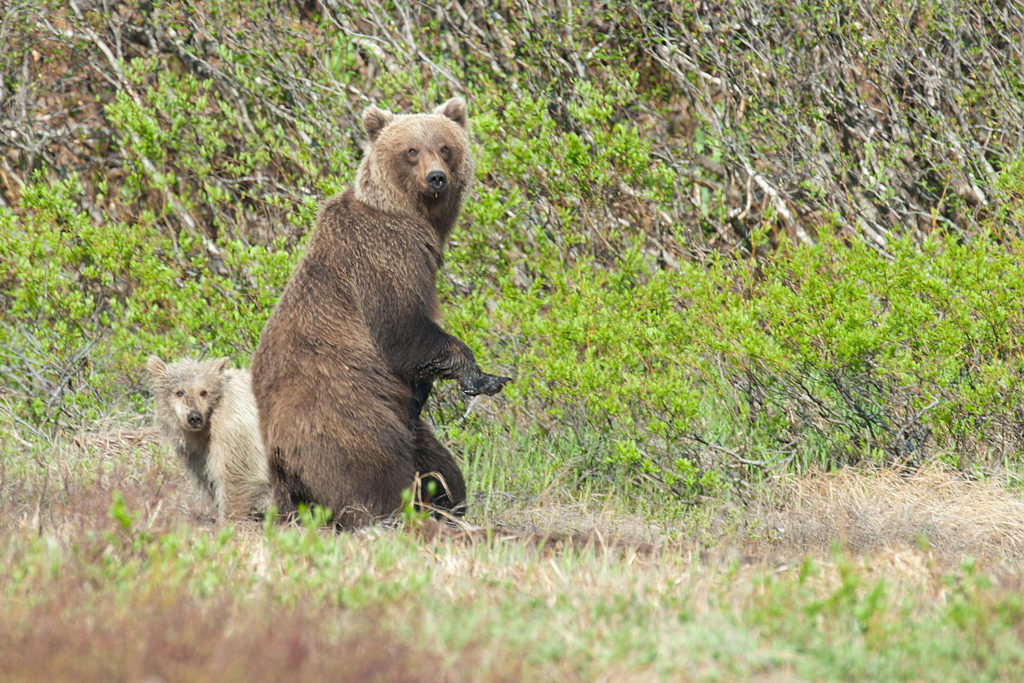 McNeil River State Game Sanctuary. Alaska, USA © Hal Brindley