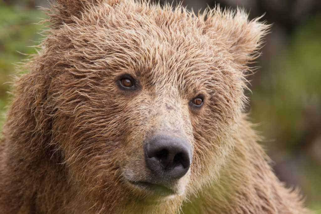 Grizzly bear in Yellowstone