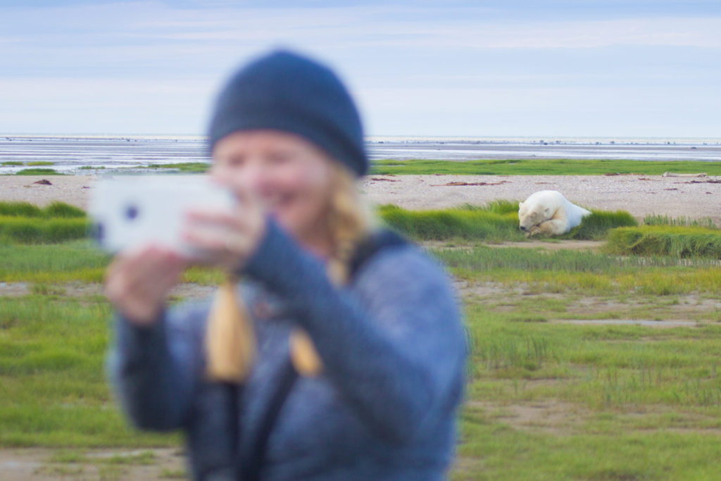 This photo was taken at a distance of 100 yards, with experienced guides, and the behavior of the polar bear was not affected. Did you read this entire caption?