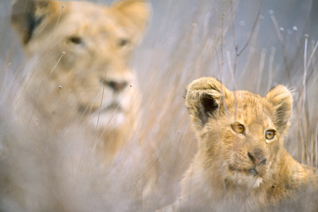 African Lion (Panthera leo) cub in foreground with female in background. Kruger National Park, South Africa © Hal Brindley