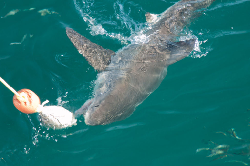 Great White Shark (Carcharodon carcharias) near Dyer Island off coast of South Africa © Hal Brindley