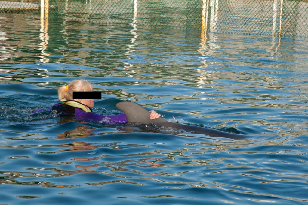 captive Atlantic Bottlenose Dolphins (Tursiops truncatus) Dolphins Plus, Key Largo, Florida, USA © Hal Brindley