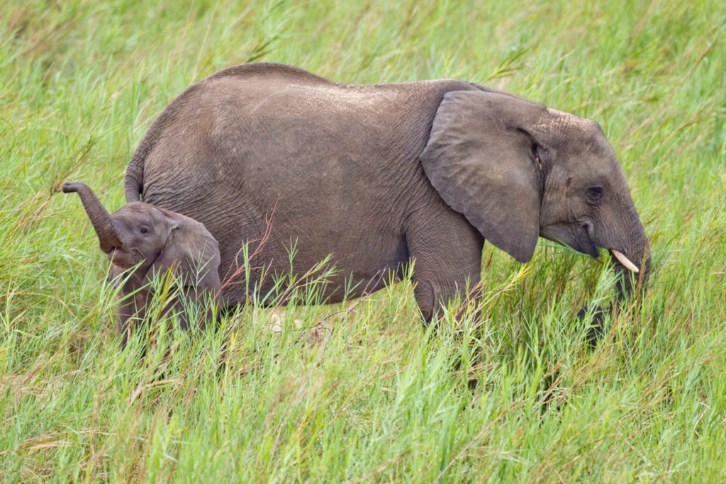 Kruger National Park, South Africa