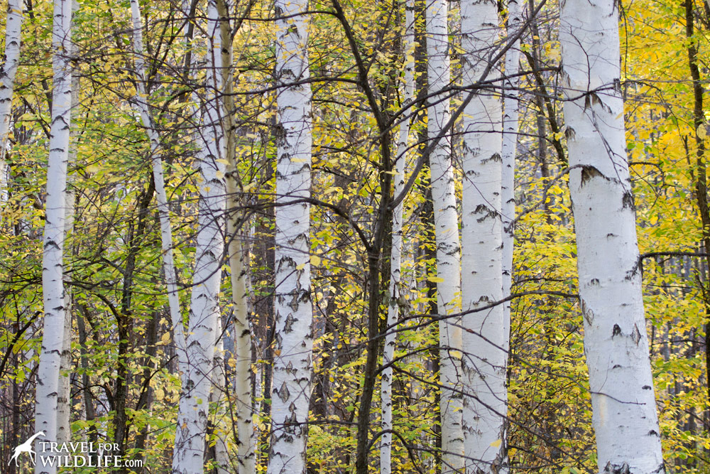 Birch trees, Shaytan-Tau Reserve, Orenburg, Russia