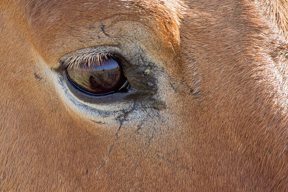 close up of eye of Przewalski's Horse, Aven the stallion in Orenburg, Russia
