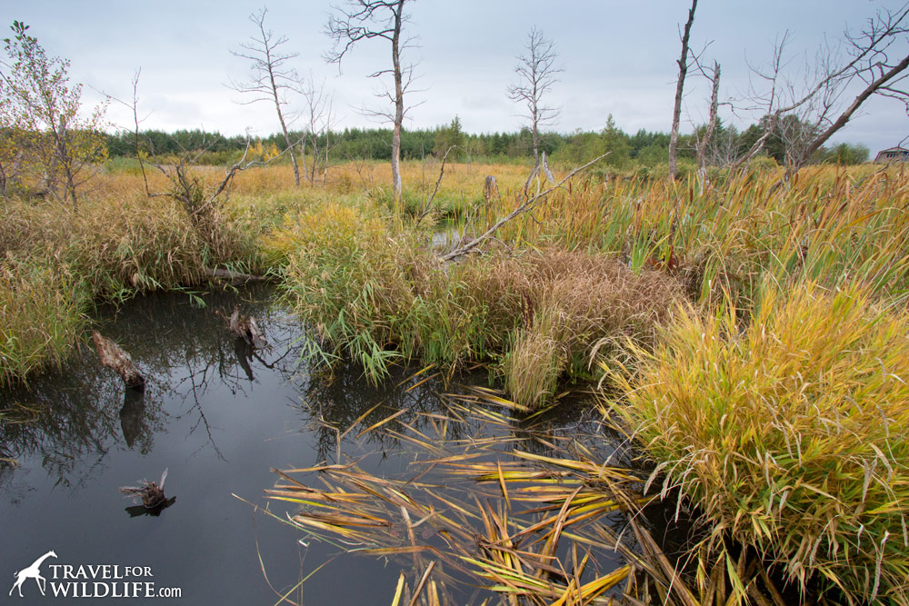 Burtinskaya Steppe Reserve, Orenburg, Russia