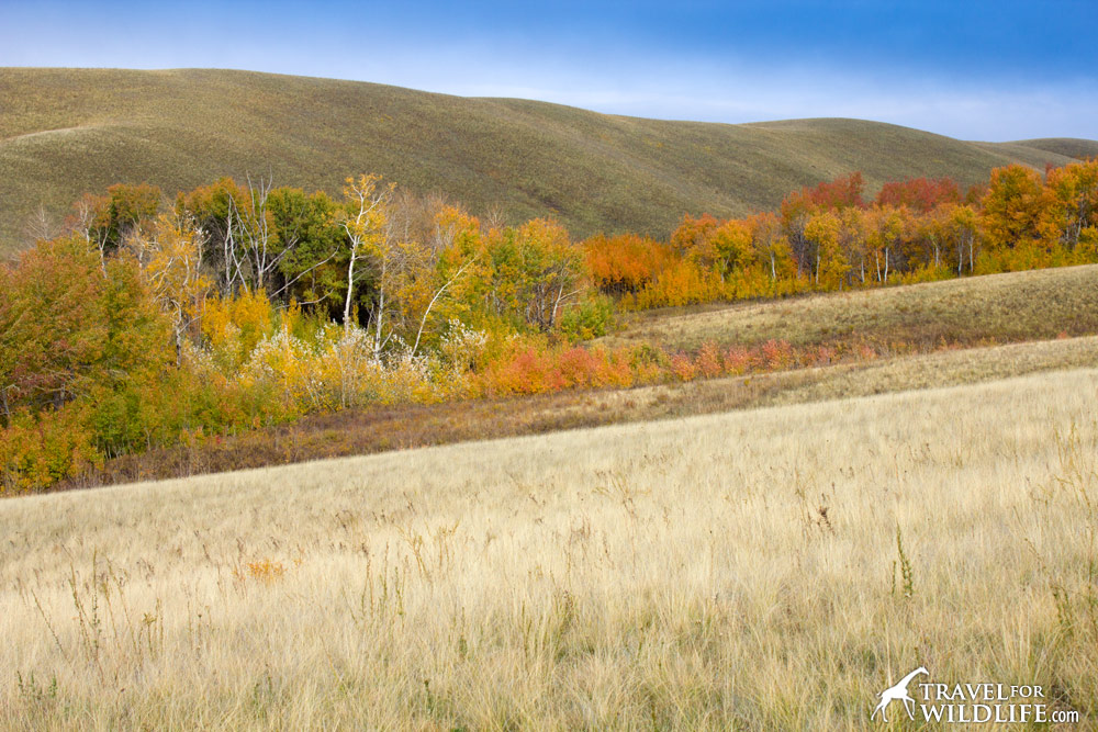 Burtinskaya Steppe Reserve, Orenburg, Russia