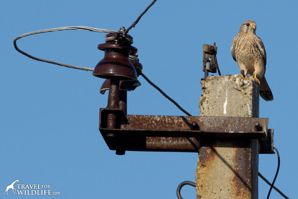 Common Kestrel, Shaytan-Tau, Orenburg Reserve, Russia