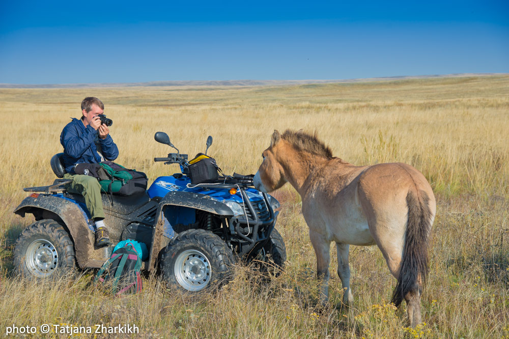 American photographer Hal Brindley and Lavender, youngest female Przewalski's horse at Preduralskaya Steppe (Pre-Ural Steppe) in the Orenburg Reserve, Russia