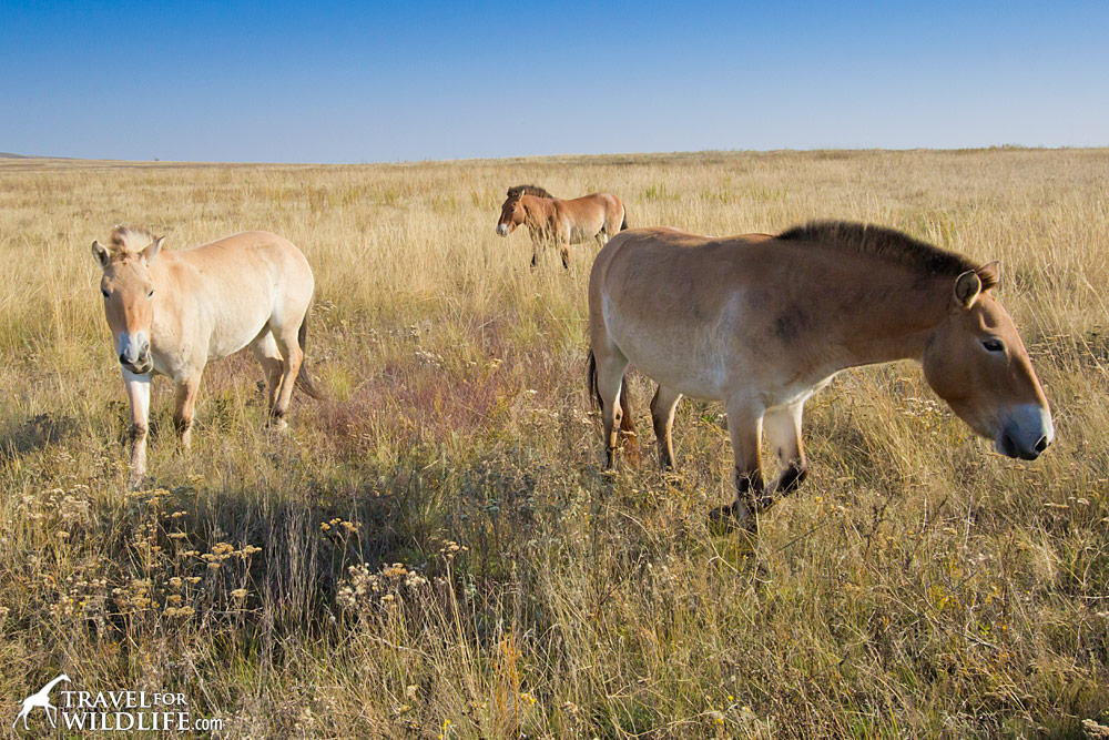 Przewalski's Horses in the Preduralskaya Reserve, Orenburg, Russia