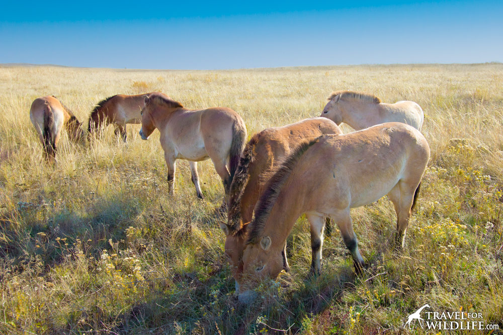 Preduralskaya Reserve, Orenburg, Russia