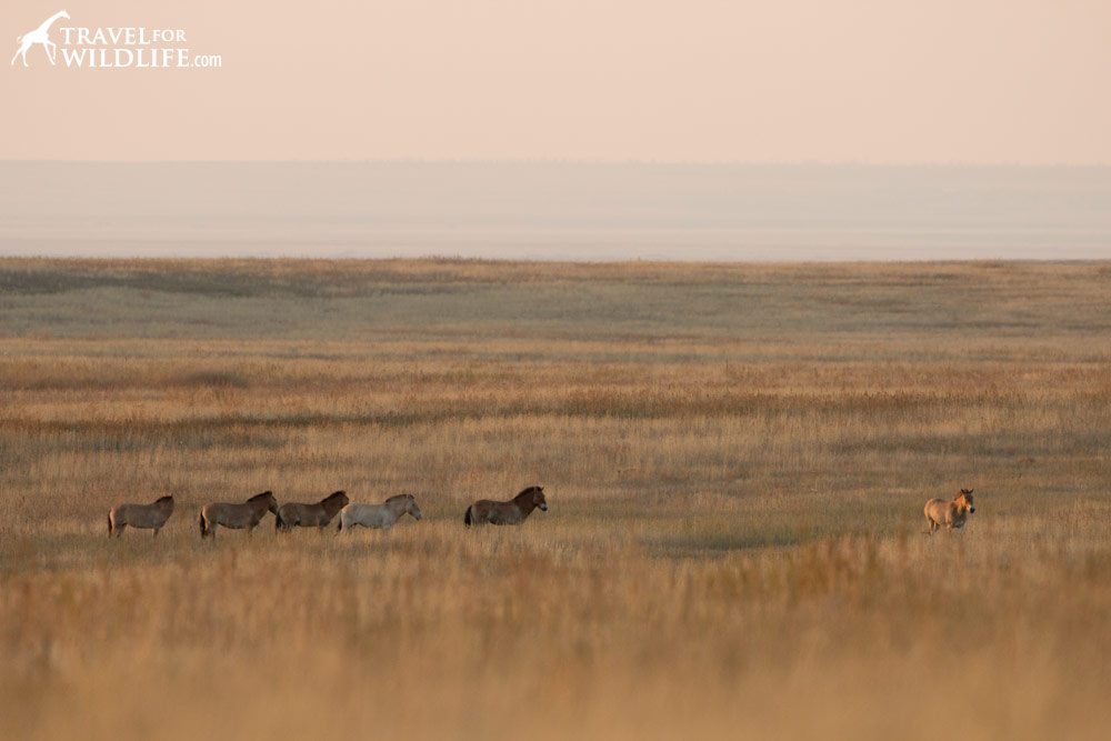 Wild Przewalski horses on the Russian steppe, Preduralskaya, Orenburg Reserves