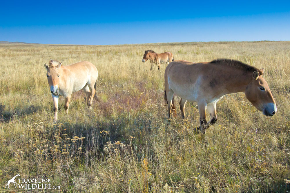 Przewalski's Horses in the Orenburg Reserve, Russia