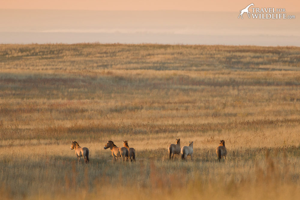 Mongolian Wild Horses in Russia