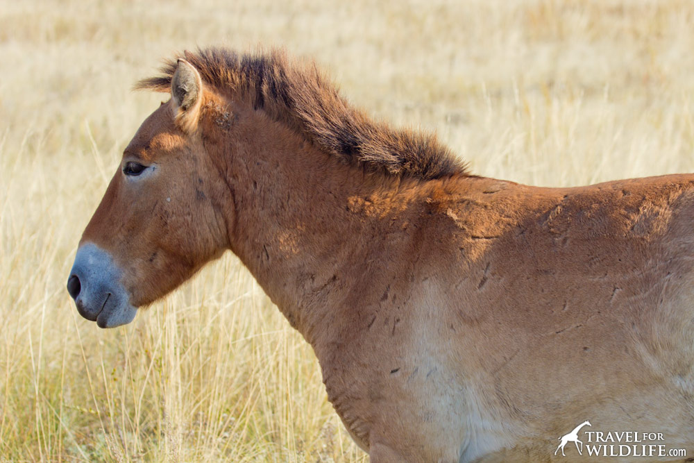 The colt Paprika with scars and bite marks on skin, Przewalski's horse at Orenburg Reserve, Russia