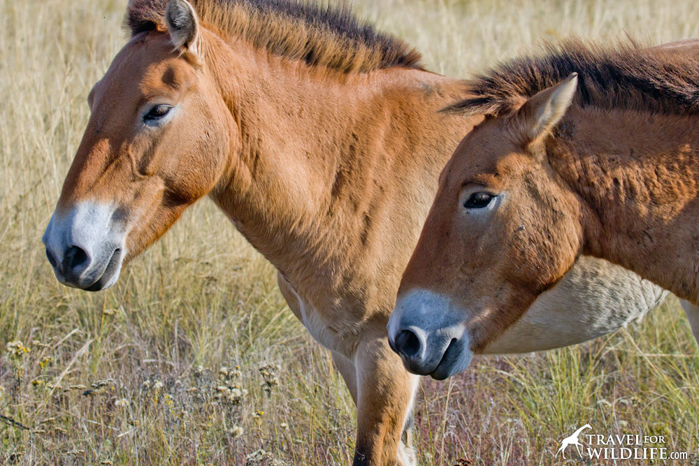 Mother and son Przewalski's Horses, Mare and colt (foal) Selena and Paprika, Orenburg Reserve, Russia