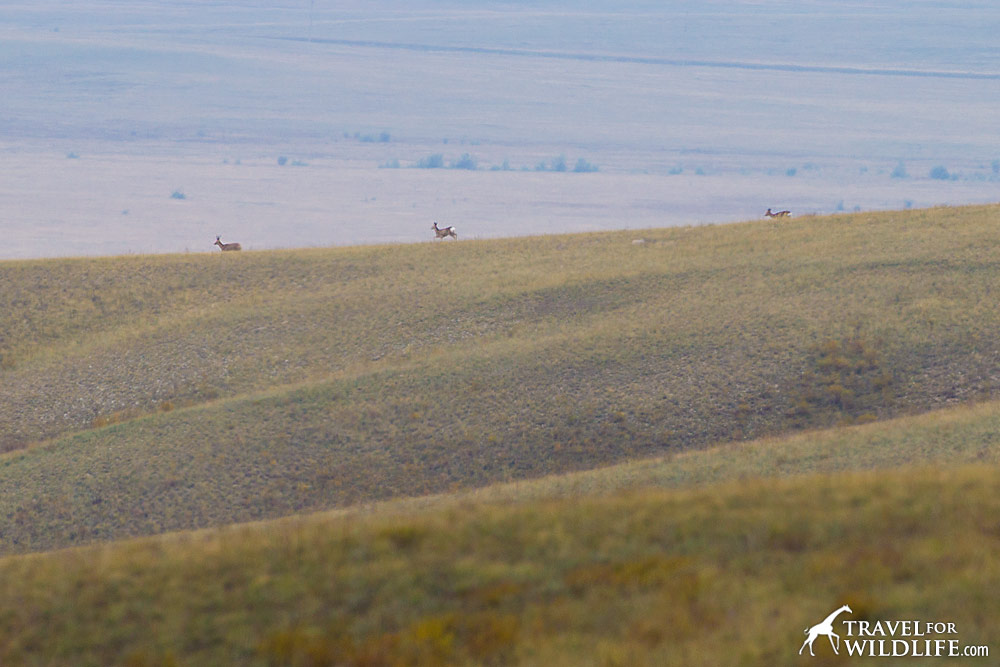 Burtinskaya Steppe Reserve, Orenburg, Russia