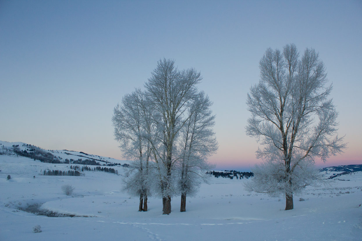 A group of trees before sunrise.