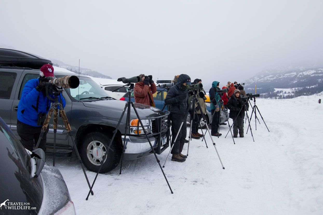 A group of wildlife watchers in Yellowstone in the winter